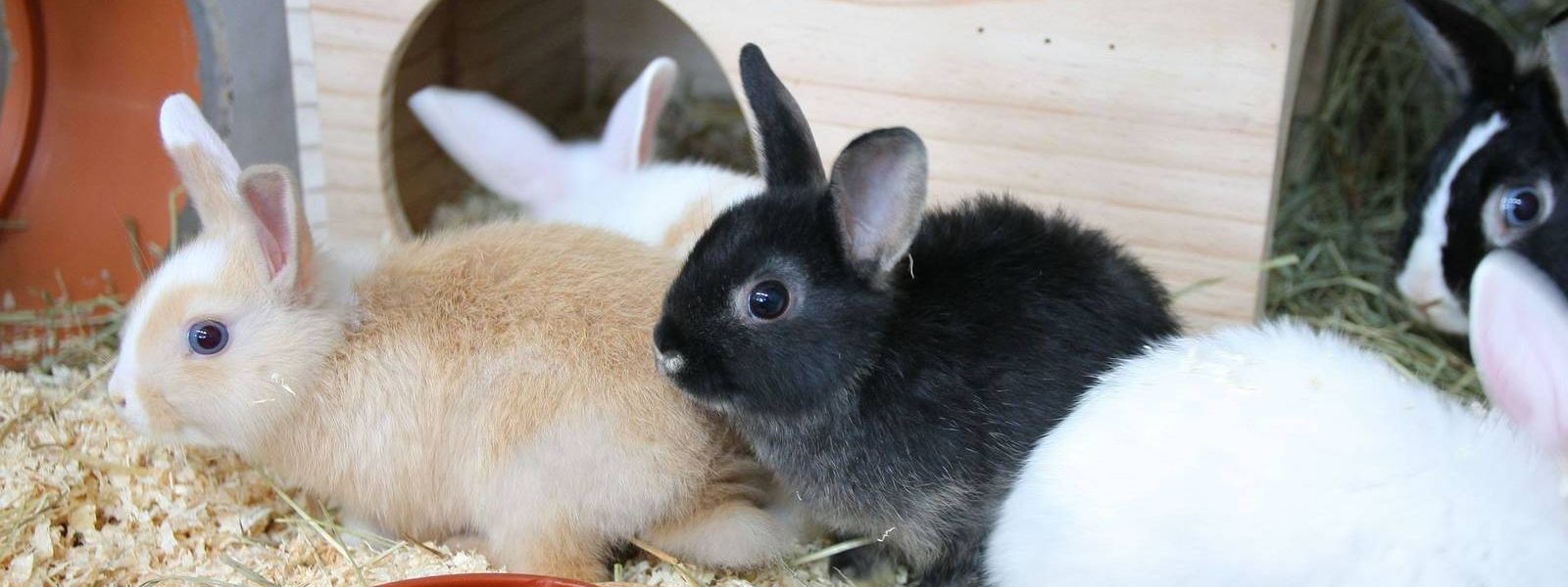 Unsere Tierheimbewohner