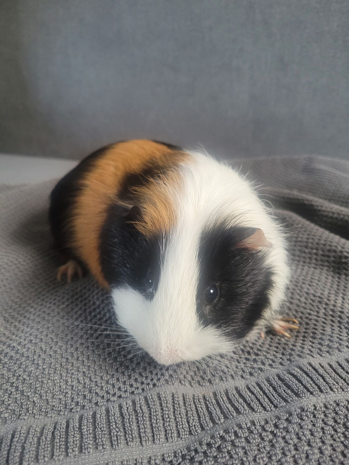 Meerschweinchen Max Privatvermittlung